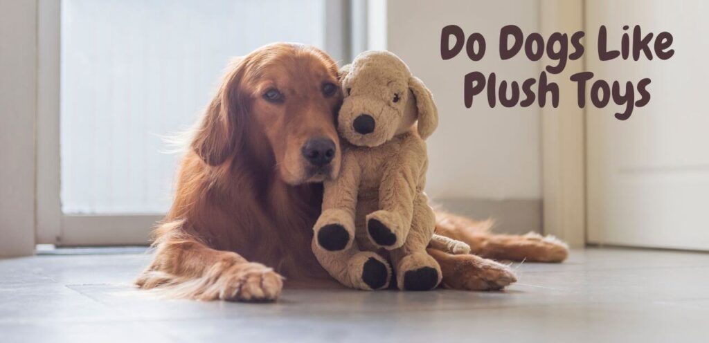 Do Dogs Like Plush Toys