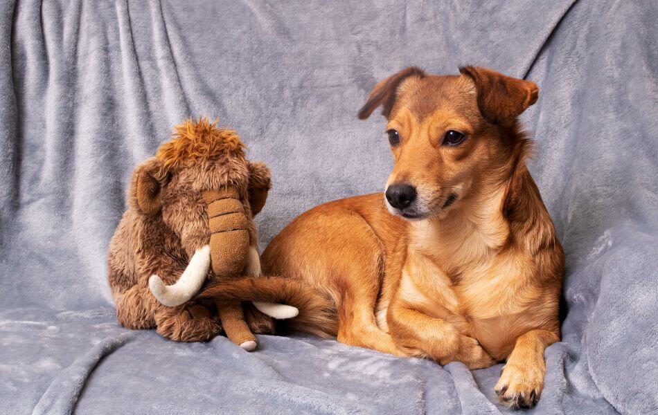  Why Do Dogs Get Attached To Stuffed Animals