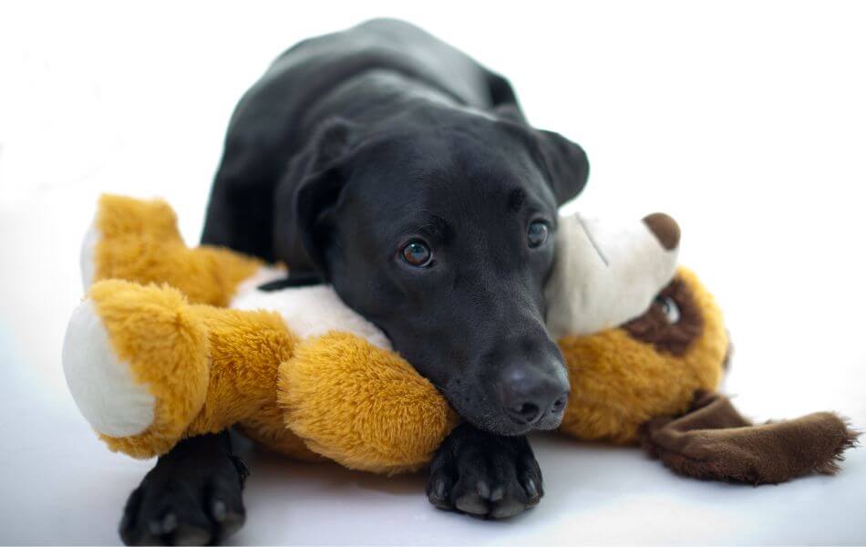 Dog Tears Toys Apart Like Prey, Instead of Something for Play