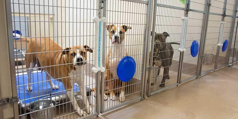 animal shelters pictures