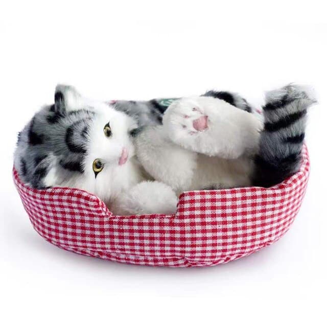 gy-cat