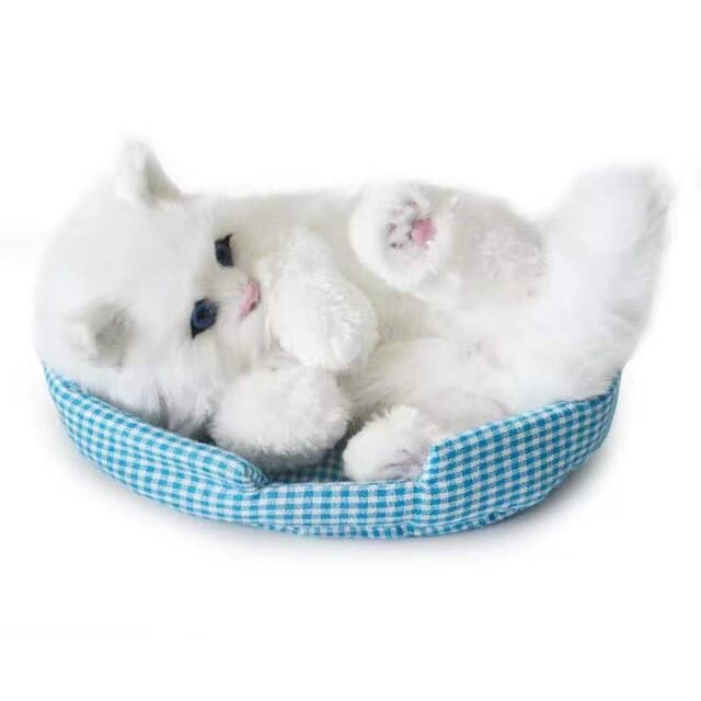 wh-cat